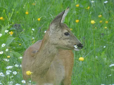 Rehwild