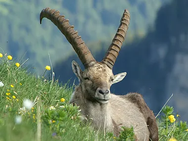 Steinwild